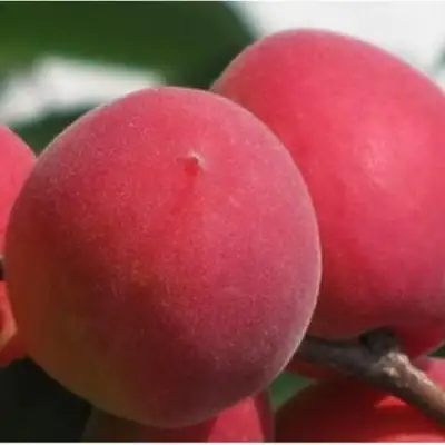 Абрикос РУБИН в Колодищи