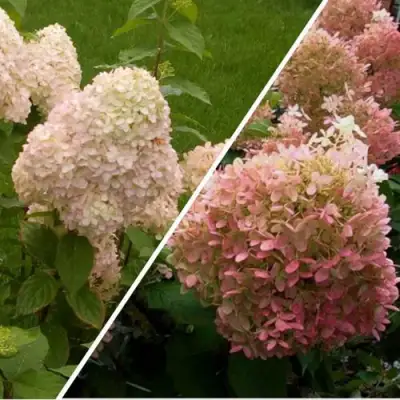 Комплект НЕЖНЫЕ ЧУВСТВА в Колодищи