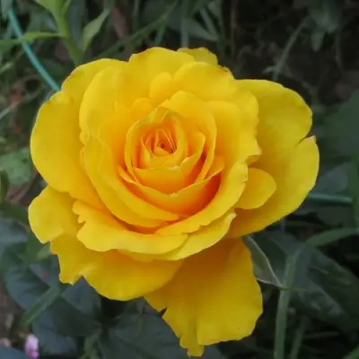 Роза КЕРИО чайно-гибридная в Колодищи