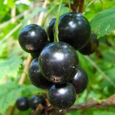 Смородина чёрная ЛЕНТЯЙ в Колодищи