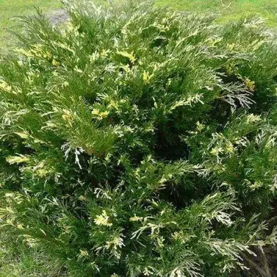 Можжевельник АНДОРА ВАРИЕГАТА горизонтальный  в Колодищи