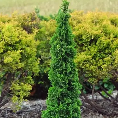 Туя СПИРАЛИС МИНИ западная в Колодищи