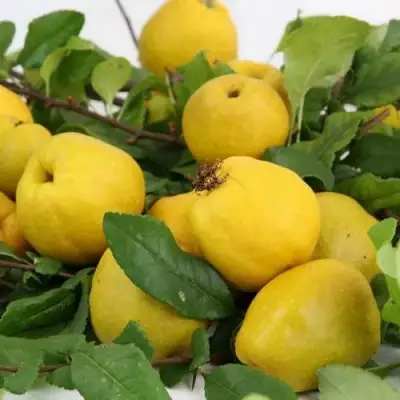 Айва ЯПОНСКАЯ в Колодищи