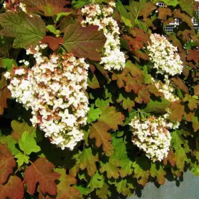 Гортензия БЛЭК ПОРШ дуболистная в Колодищи