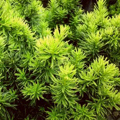 Тис ДАВИД ягодный в Колодищи