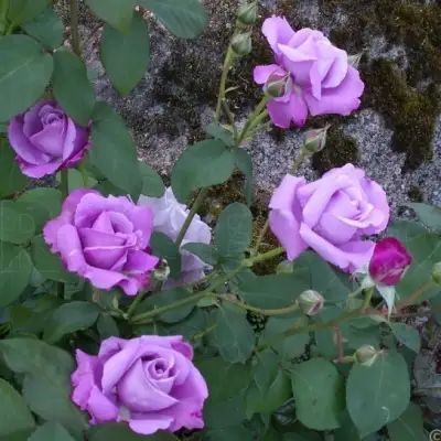 Роза СИЛЬВЕР СТАР чайно-гибридная в Колодищи