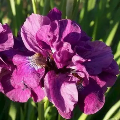 Ирис БАНДЛ ОВ ДЖОЙ сибирский в Колодищи