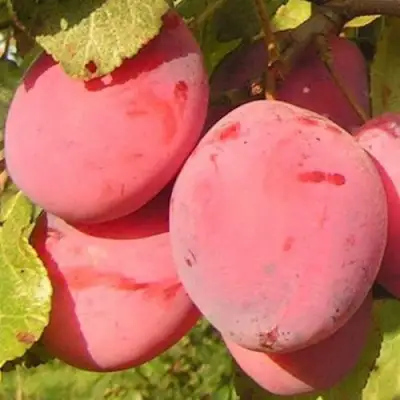 Слива ФАВОРИТЕ ДЕ СУЛТАНО в Колодищи