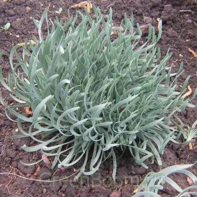 Лук СПИРАЛИС горный в Колодищи