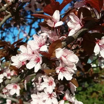 Слива ВУДИ растопыренная в Колодищи