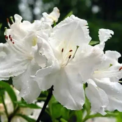 Азалия ОКСИДОЛ листопадная в Колодищи