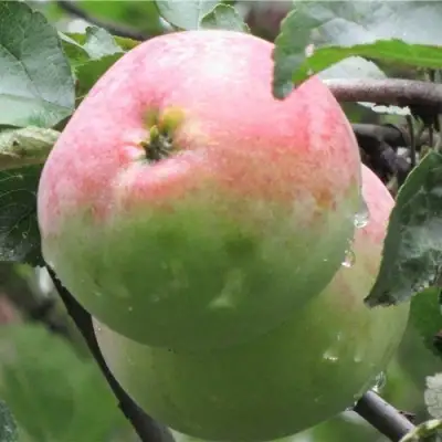 Яблоня МОСКОВСКОЕ ЗИМНЕЕ в Колодищи