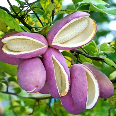 Акебия ПЯТЁРНАЯ  в Колодищи