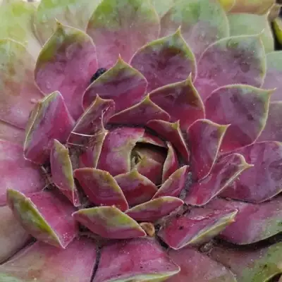 Молодило УФО в Колодищи