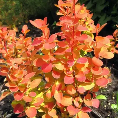 Барбарис ОРАНЖ ФАЙЕР тунберга в Колодищи