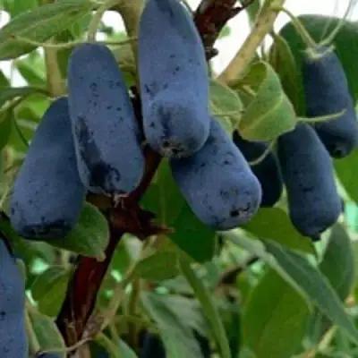 Жимолость съедобная ВОЛХОВА в Колодищи