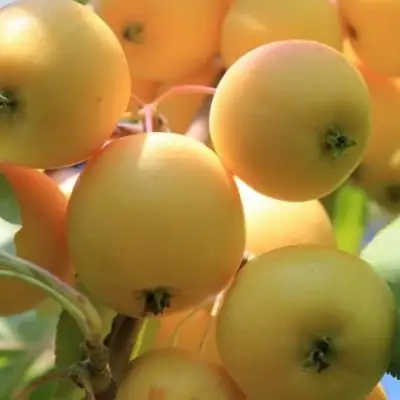 Яблоня УРАЛЬСКОЕ НАЛИВНОЕ в Колодищи