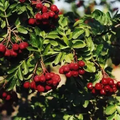 Рябина РУБИНОВАЯ сладкоплодная в Колодищи