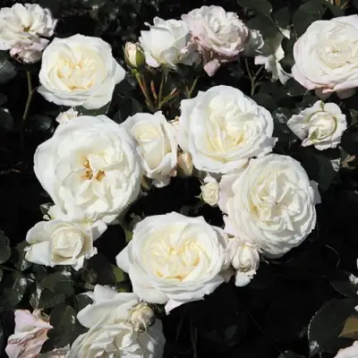 Роза АЛАБАСТЕР флорибунда в Колодищи