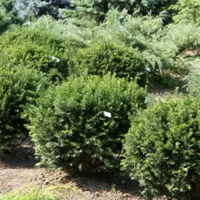 Тис НАНА остроконечный  в Колодищи