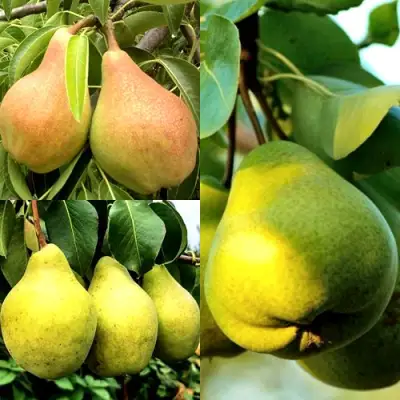 Комплект НАСТОЯЩИЙ ВОСТОРГ в Колодищи