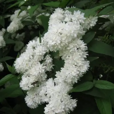 Дейция КАНДИДИССИМА шершавая в Колодищи