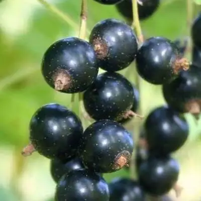 Смородина черная СТРЕЛЕЦ в Колодищи