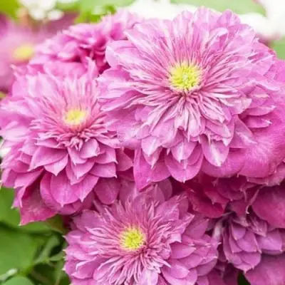 Клематис КАЙЗЕР в Колодищи