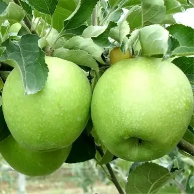 Яблоня РЕНЕТ СИМИРЕНКО в Колодищи