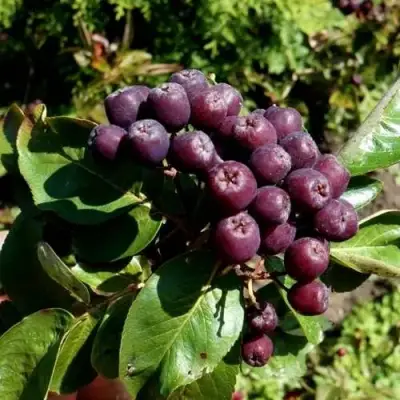 Рябина ЛИКЁРНАЯ сладкоплодная в Колодищи