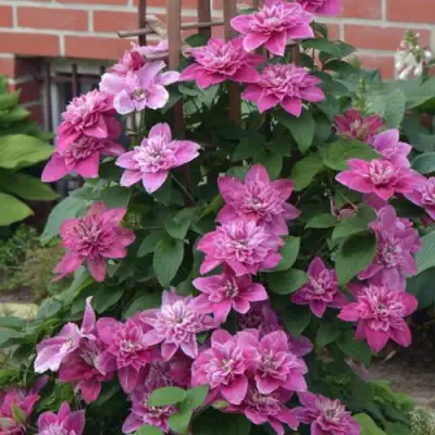 Клематис МАЙ ДАРЛИНГ  в Колодищи