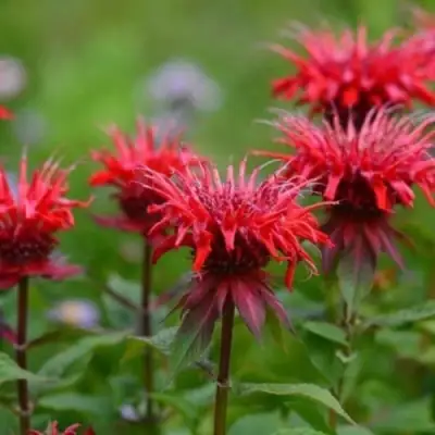 Монарда ПАНОРАМА РЕД в Колодищи