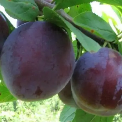 Слива СТАРТОВАЯ в Колодищи