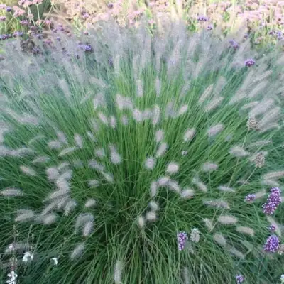 Пеннисетум ХАМЕЛН в Колодищи