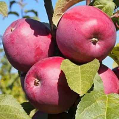 Яблоня ЗОРКА в Колодищи