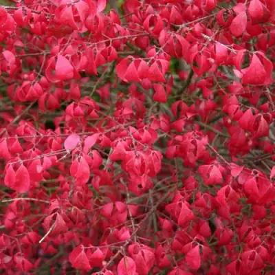 Бересклет КОМПАКТУС  в Колодищи