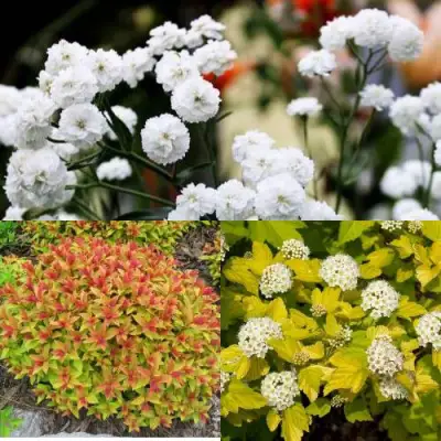 Комплект СОЛНЕЧНЫЙ МИКС в Колодищи