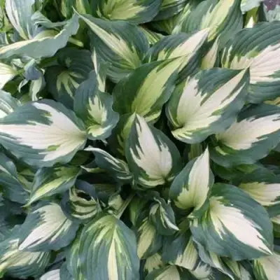 Хоста КРИСМАС КЭНДИ гибридная в Колодищи