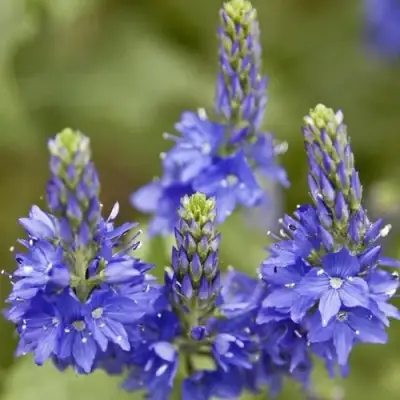 Вероника австрийская в Колодищи