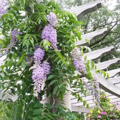 Глициния макростахия БЛЮ МУН в Колодищи