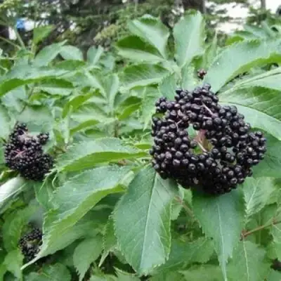 Бузина черная КЛАДЗЕЗЬ в Колодищи