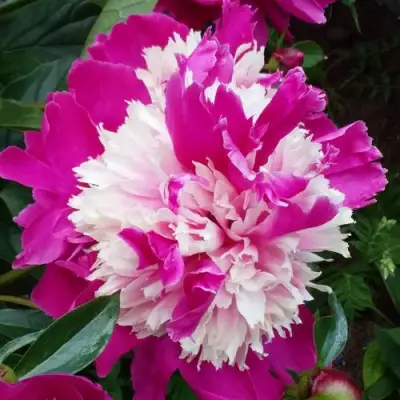 Пион КАПЛЯ РОСЫ травянистый в Колодищи