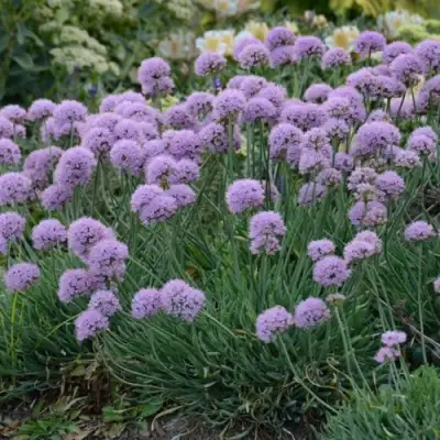 Лук ЛИЗА БЛЮ стареющий в Колодищи