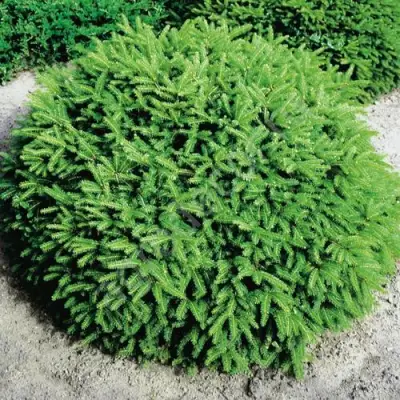 Ель НИДИФОРМИС обыкновенная в Колодищи