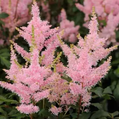 Астильба ЮНИК САЛМОН гибридная в Колодищи