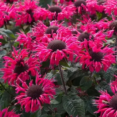 Монарда БИ МЭРИ гибридная в Колодищи