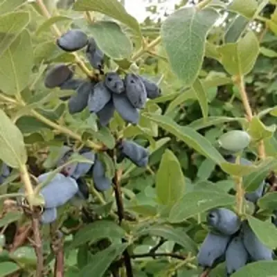 Жимолость съедобная НИМФА (ГАММА) в Колодищи