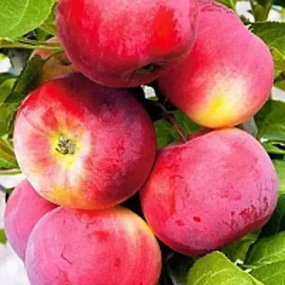 Яблоня СЕРЕБРЯНОЕ КОПЫТЦЕ в Колодищи