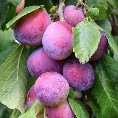 Слива БЛЮ СВИТ колонновидная в Колодищи