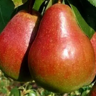 Груша ГЕРА в Колодищи